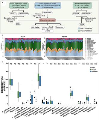 Comprehensive Analysis of the Immune Infiltrates and Aberrant Pathways Activation in Atherosclerotic Plaque